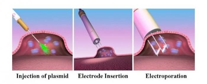 Eagle Harbor Technologies: Die Elektroporation ist ein zuverlässiger Ansatz, der den Transport und die Verweildauer von interessierter DNA in der Zelle erheblich verbessern kann.