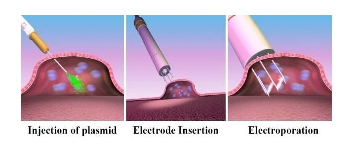 Electroporation – Sky Blue Microsystems GmbH